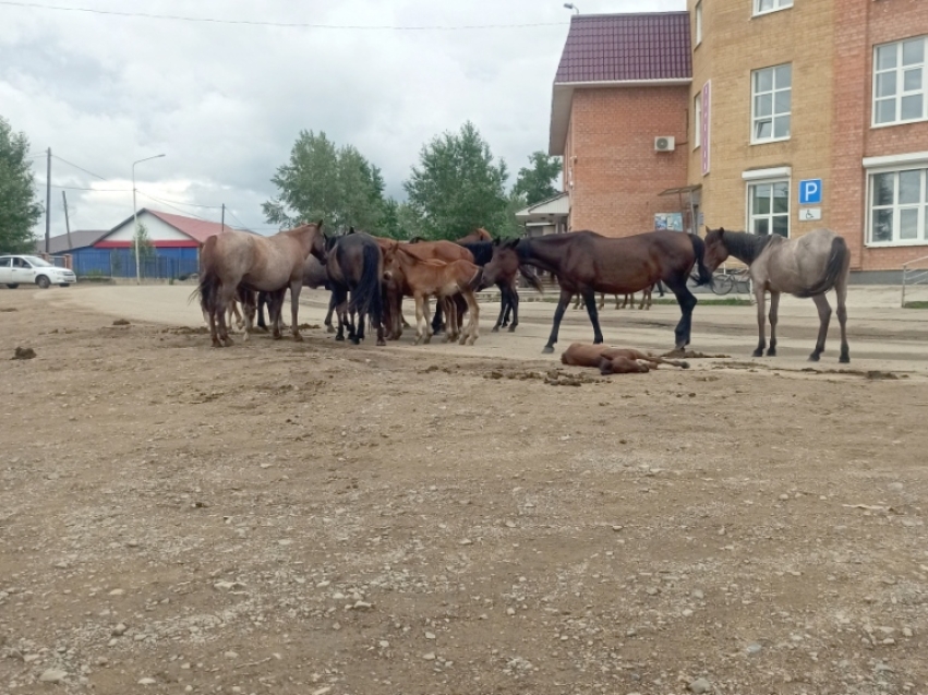 «Смешались в кучу кони, люди» (М.Ю. Лермонтов)